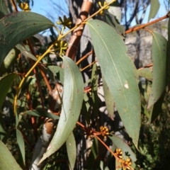 Eucalyptus pauciflora subsp. pauciflora (White Sally, Snow Gum) at Rendezvous Creek, ACT - 9 Aug 2023 by RobG1