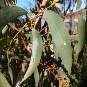 Eucalyptus pauciflora subsp. pauciflora at Rendezvous Creek, ACT - 9 Aug 2023