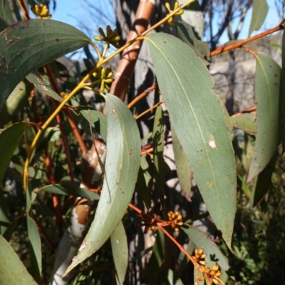 Eucalyptus pauciflora subsp. pauciflora (White Sally, Snow Gum) at Rendezvous Creek, ACT - 9 Aug 2023 by RobG1