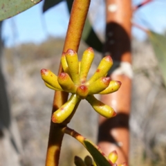 Eucalyptus pauciflora subsp. pauciflora at Rendezvous Creek, ACT - 9 Aug 2023