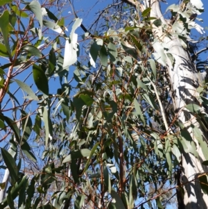 Eucalyptus pauciflora subsp. pauciflora at Rendezvous Creek, ACT - 9 Aug 2023