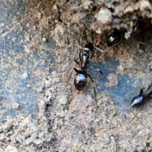 Formicidae (family) at Tallong, NSW - 3 Aug 2024 12:12 PM