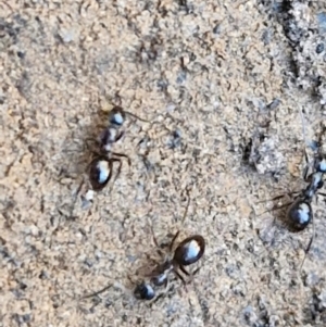 Formicidae (family) at Tallong, NSW - 3 Aug 2024