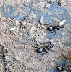 Formicidae (family) at Tallong, NSW - 3 Aug 2024