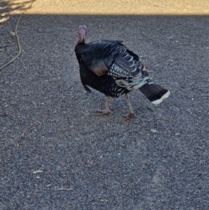 Meleagris gallopavo (Domestic) at McKinlay, QLD - 3 Aug 2024 04:47 PM