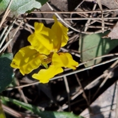 Goodenia hederacea subsp. hederacea (Ivy Goodenia, Forest Goodenia) at Tallong, NSW - 3 Aug 2024 by trevorpreston