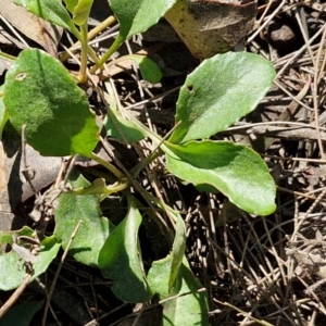 Goodenia hederacea subsp. hederacea at Tallong, NSW - 3 Aug 2024 12:10 PM