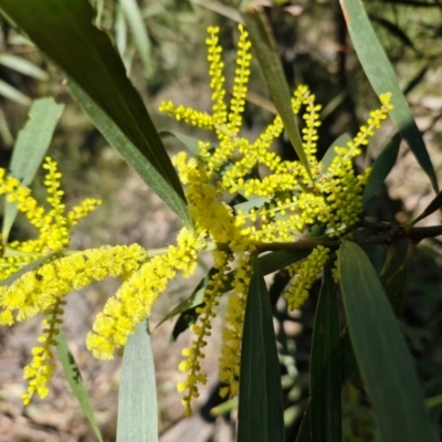 Acacia longifolia subsp. longifolia (Sydney Golden Wattle) at Tallong, NSW - 3 Aug 2024 by trevorpreston