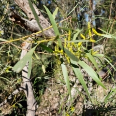 Acacia longifolia subsp. longifolia at Tallong, NSW - 3 Aug 2024 12:09 PM