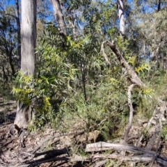 Acacia longifolia subsp. longifolia at Tallong, NSW - 3 Aug 2024 12:09 PM