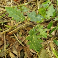 Solanum pungetium at Robertson, NSW - 3 Aug 2024 by trevorpreston