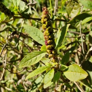 Phytolacca octandra at Robertson, NSW - 3 Aug 2024 11:13 AM