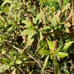 Phytolacca octandra at Robertson, NSW - 3 Aug 2024