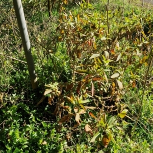 Phytolacca octandra at Robertson, NSW - 3 Aug 2024 11:13 AM