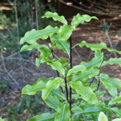 Pittosporum undulatum at Robertson, NSW - 3 Aug 2024 by trevorpreston