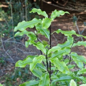 Pittosporum undulatum at Robertson, NSW - 3 Aug 2024