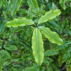 Pittosporum undulatum at Robertson, NSW - 3 Aug 2024 11:09 AM