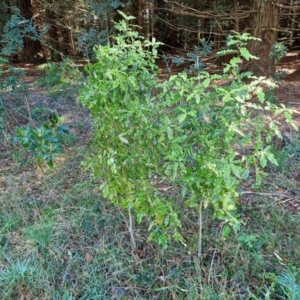 Pittosporum undulatum at Robertson, NSW - 3 Aug 2024 11:09 AM