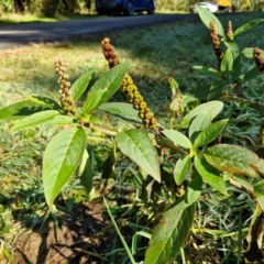 Phytolacca octandra (Inkweed) at Robertson, NSW - 3 Aug 2024 by trevorpreston