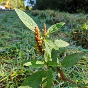 Phytolacca octandra at Robertson, NSW - 3 Aug 2024