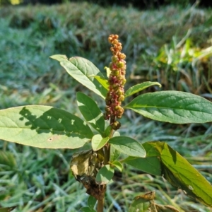 Phytolacca octandra at Robertson, NSW - 3 Aug 2024