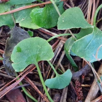 Viola sp. (Violet) at Robertson, NSW - 3 Aug 2024 by trevorpreston