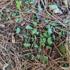 Viola sp. at Robertson, NSW - 3 Aug 2024