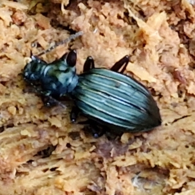 Unidentified Darkling beetle (Tenebrionidae) at Robertson, NSW - 3 Aug 2024 by trevorpreston