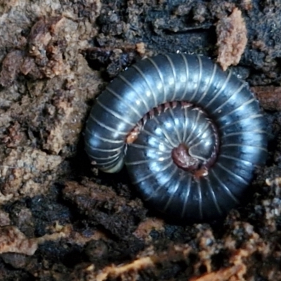 Unidentified Millipede (Diplopoda) at Robertson, NSW - 3 Aug 2024 by trevorpreston