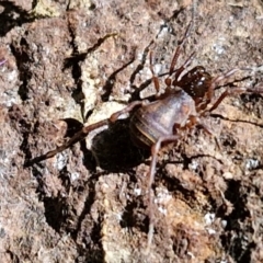 Triaenonychidae (family) at Robertson, NSW - 3 Aug 2024 by trevorpreston