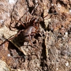 Triaenonychidae (family) at Robertson, NSW - 3 Aug 2024 10:49 AM