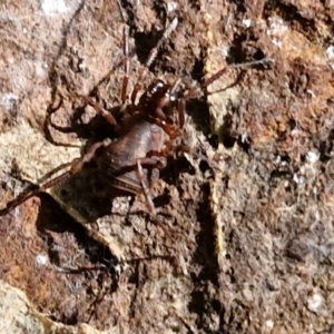 Triaenonychidae (family) at Robertson, NSW - 3 Aug 2024