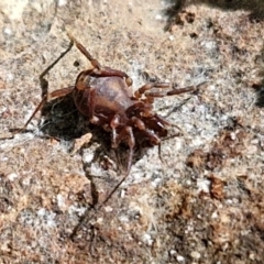 Triaenonychidae (family) at Robertson, NSW - 3 Aug 2024 10:49 AM