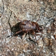Triaenonychidae (family) at Robertson, NSW - 3 Aug 2024 10:49 AM