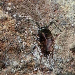 Triaenonychidae (family) at Robertson, NSW - 3 Aug 2024