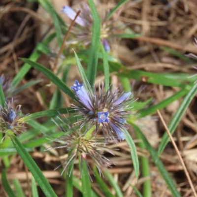 Spermacoce (genus) at Iron Range, QLD - 3 Aug 2024 by lbradley