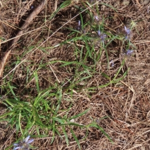 Spermacoce (genus) at Iron Range, QLD - 3 Aug 2024 09:49 AM