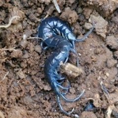 Unverified Centipede (Chilopoda) at Robertson, NSW - 3 Aug 2024 by trevorpreston