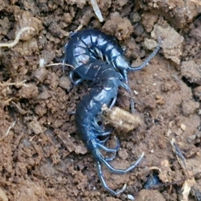 Unidentified Centipede (Chilopoda) at Robertson, NSW - 3 Aug 2024 by trevorpreston