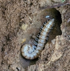 Unidentified Millipede (Diplopoda) at Robertson, NSW - 3 Aug 2024 by trevorpreston