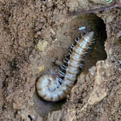 Unidentified Millipede (Diplopoda) at Robertson, NSW - 3 Aug 2024 by trevorpreston