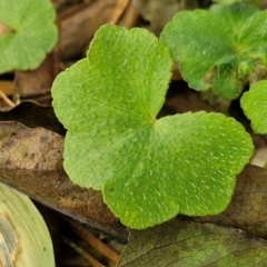 Hydrocotyle sp. at Robertson, NSW - 3 Aug 2024 by trevorpreston