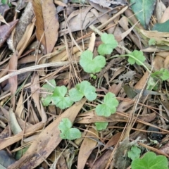 Hydrocotyle sp. at Robertson, NSW - 3 Aug 2024 10:41 AM