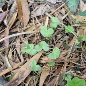 Hydrocotyle sp. at Robertson, NSW - 3 Aug 2024 10:41 AM