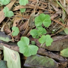 Hydrocotyle sp. at Robertson, NSW - 3 Aug 2024 10:41 AM