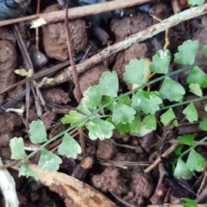 Asplenium flabellifolium at Robertson, NSW - 3 Aug 2024