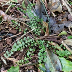 Asplenium flabellifolium at Robertson, NSW - 3 Aug 2024