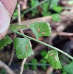 Asplenium flabellifolium at Robertson, NSW - 3 Aug 2024