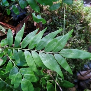 Arthropteris tenella at Robertson, NSW - 3 Aug 2024