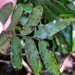 Arthropteris tenella at Robertson, NSW - 3 Aug 2024